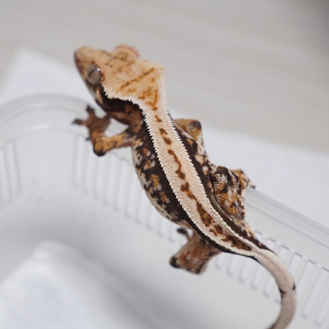 핀스트라이프 트라이