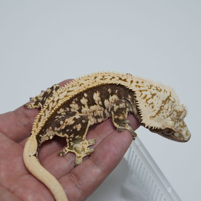 White Spot Full Pinstripe Tri