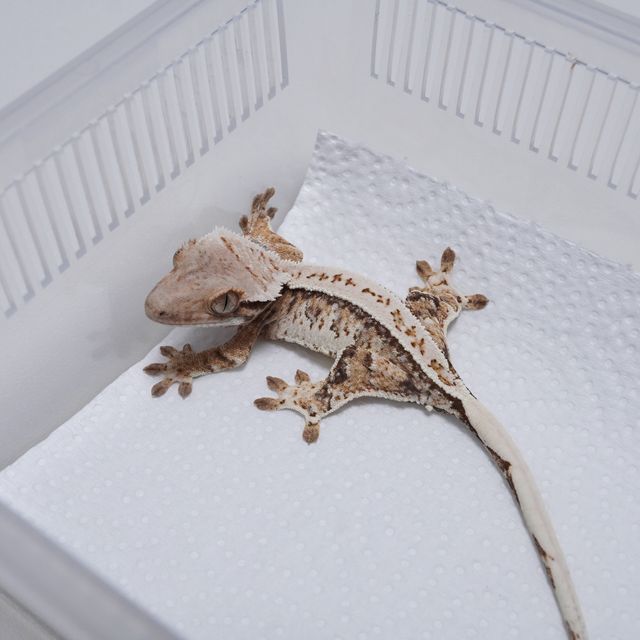 레이지 화이트 트라이