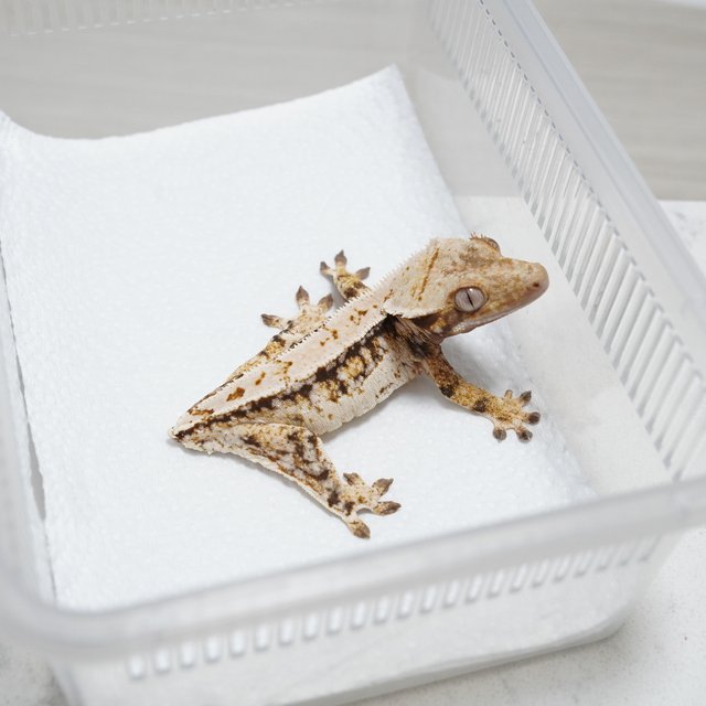 쿼드 화이트스팟 트라이