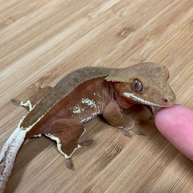 레드