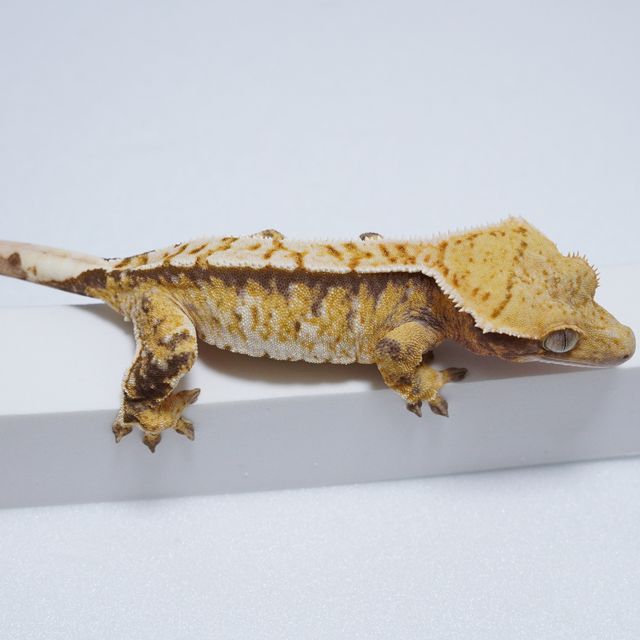 트라이