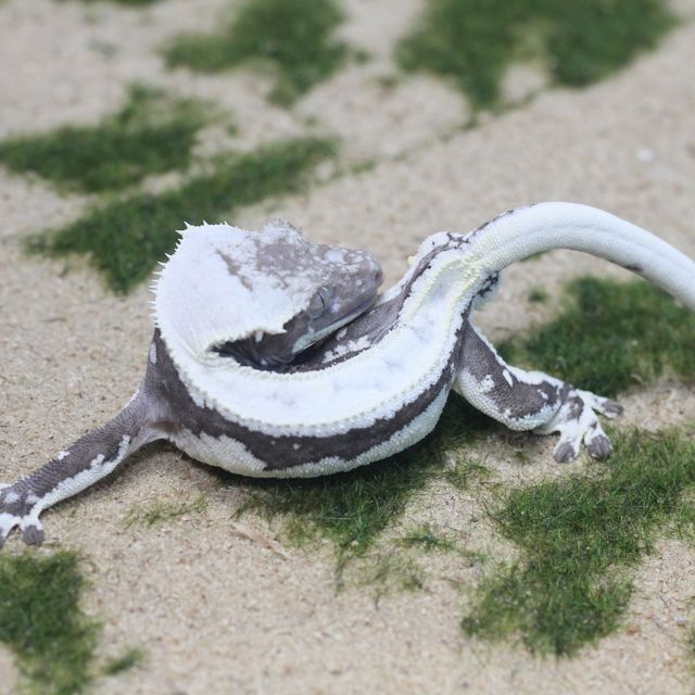 릴잔틱