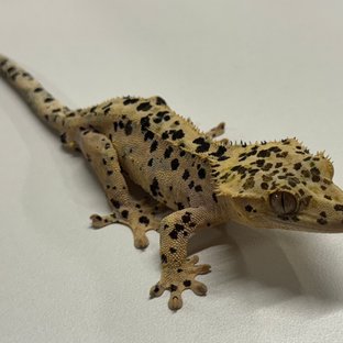 슈퍼달마시안 달마시안