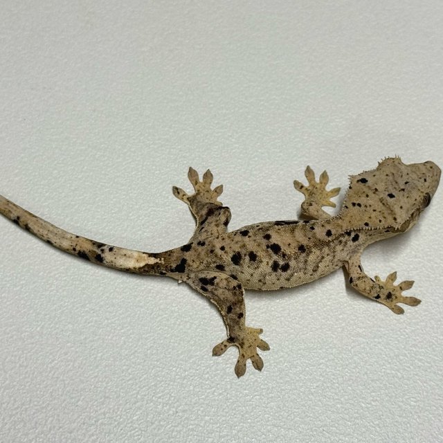 슈퍼달마시안 달마시안