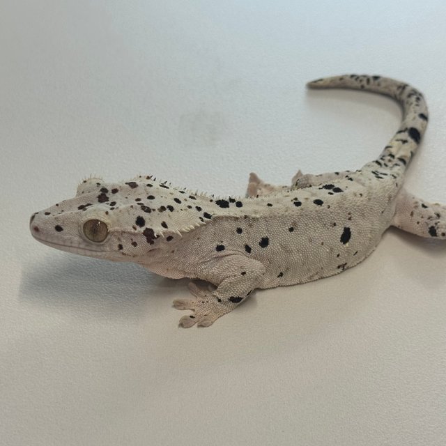 슈퍼달마시안 달마시안