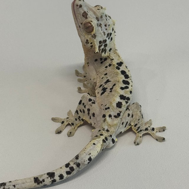 슈퍼달마시안 달마시안