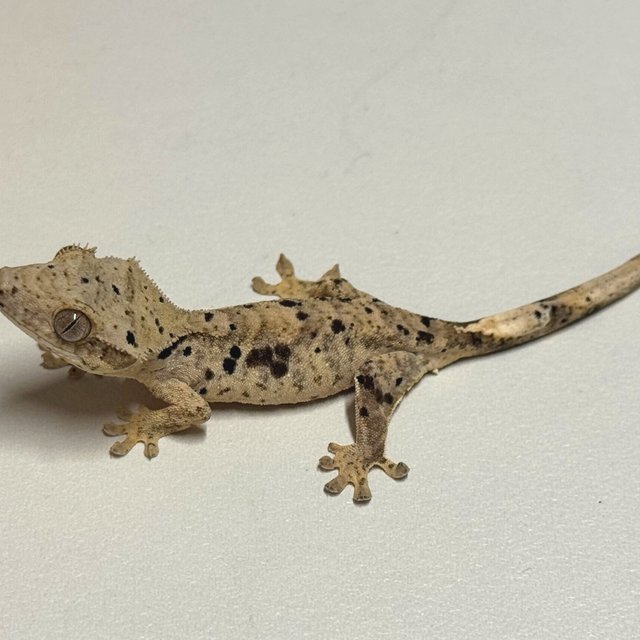 슈퍼달마시안 달마시안