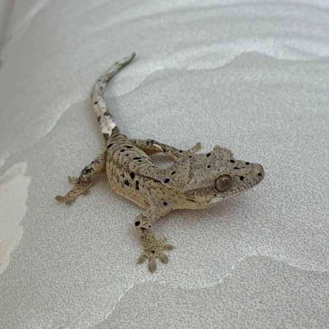 슈퍼달마시안 달마시안