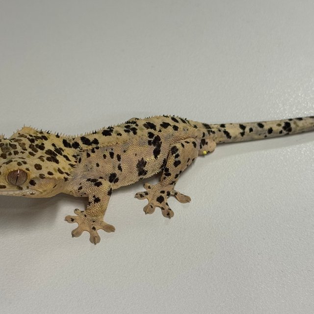 슈퍼달마시안 달마시안