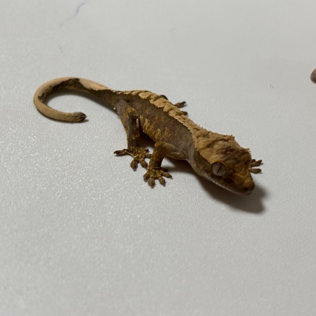 노멀 크림시클 트라이