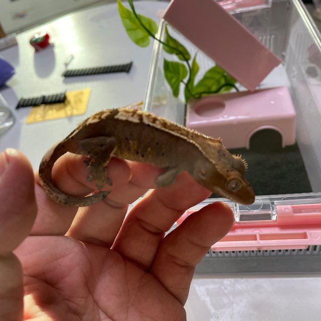 100%헷아잔틱 노멀