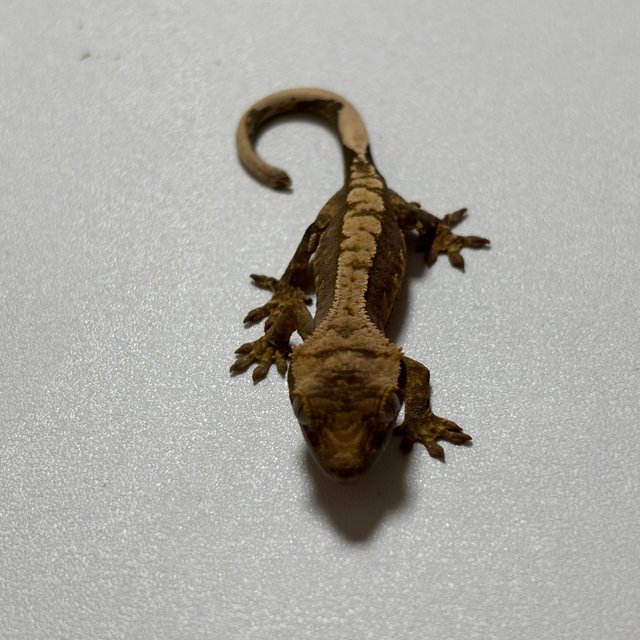 노멀 크림시클 트라이