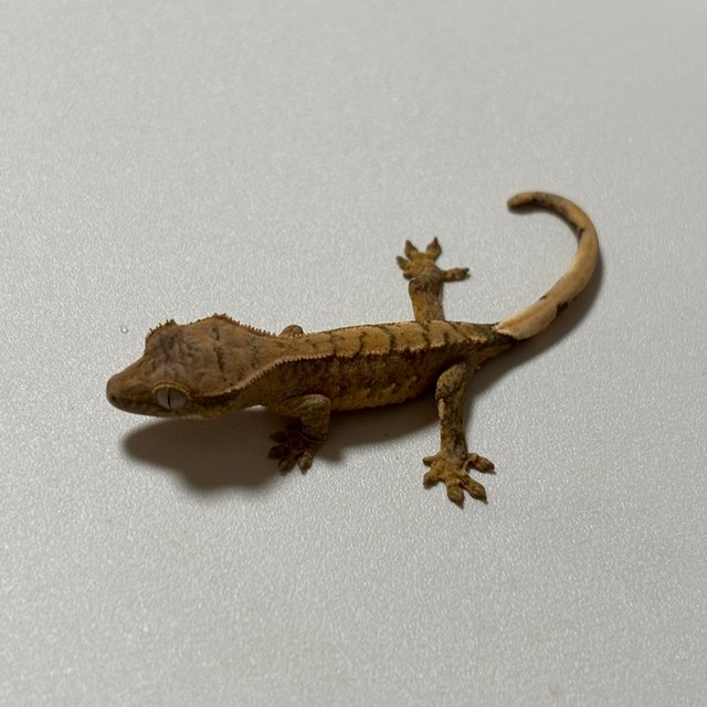 노멀 트라이 크림시클