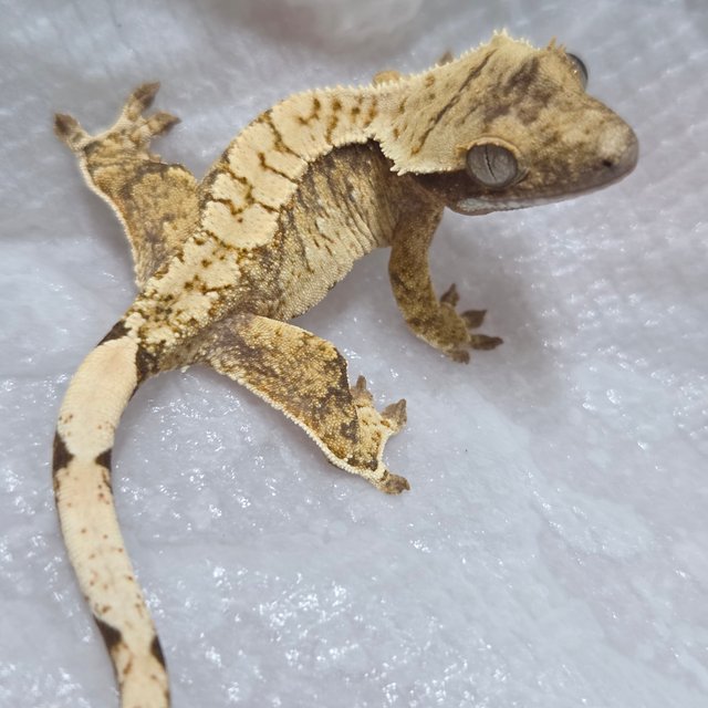 트라이 익스트림할리퀸 화이트크라운