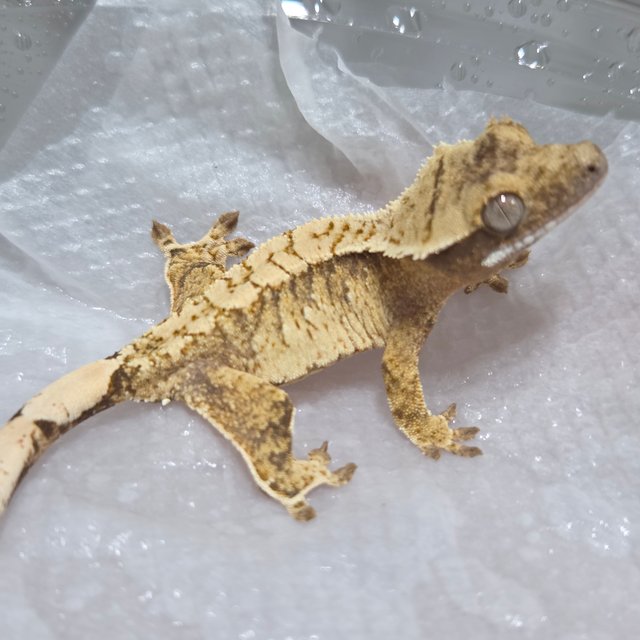 트라이 익스트림할리퀸 화이트크라운