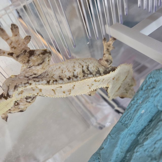 트라이 드리피 화이트스팟 화이트크라운 화이트핀 익스트림할리퀸