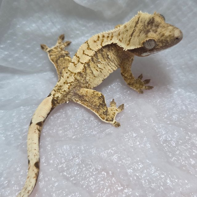 트라이 익스트림할리퀸 화이트크라운