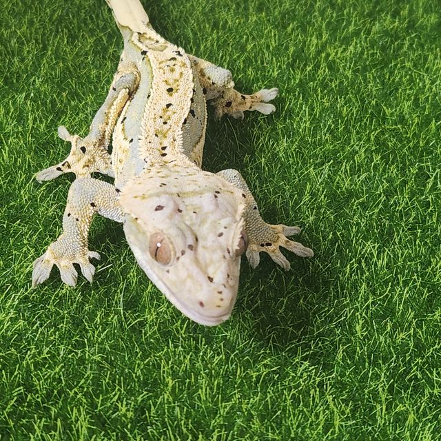 노멀 달마시안