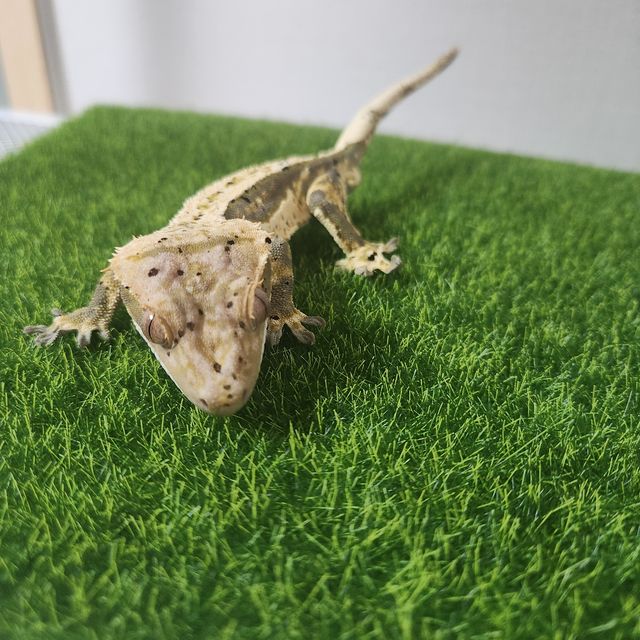 노멀 달마시안