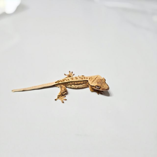 트라이