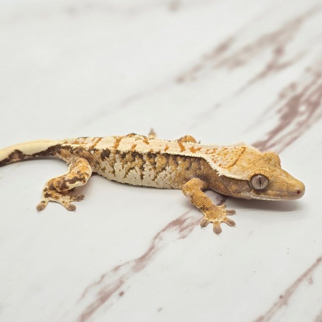 트라이 핀스트라이프 화이트핀