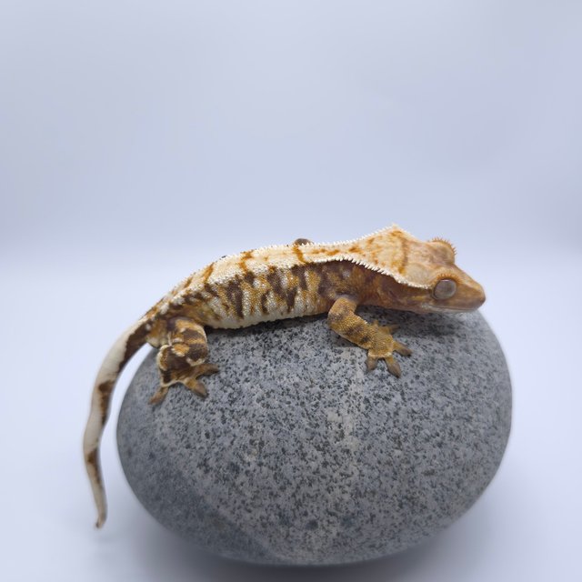 트라이 드리피 화이트포트홀