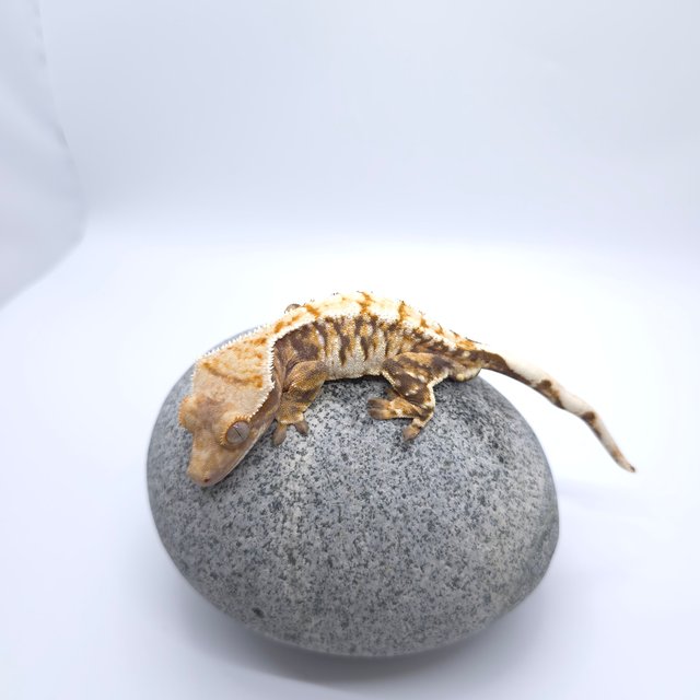 트라이 드리피 화이트포트홀