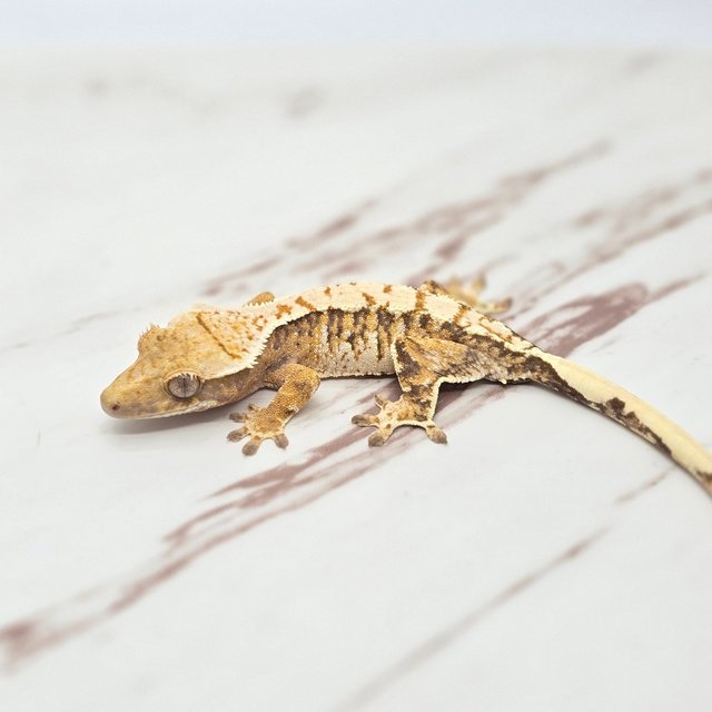 트라이 핀스트라이프 화이트핀