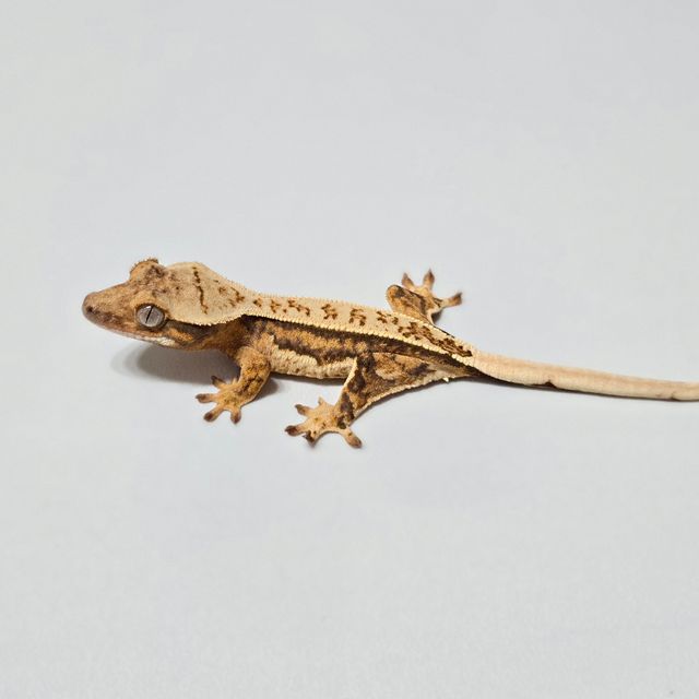 트라이