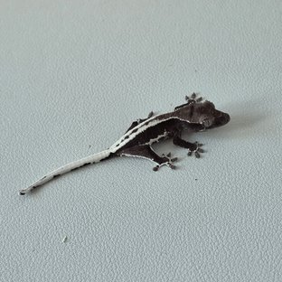 릴잔틱