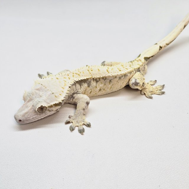 노멀 풀핀 화이트