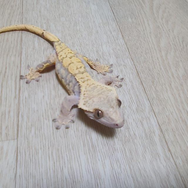 트라이 할리퀸