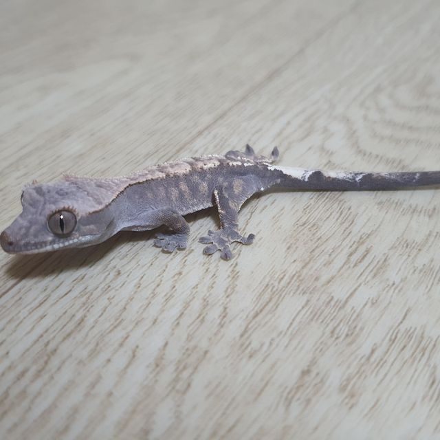 카푸치노