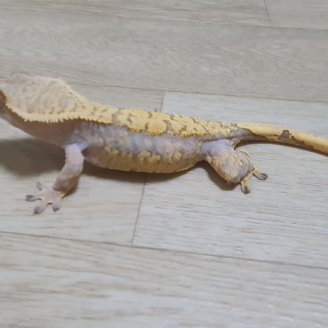 트라이 할리퀸