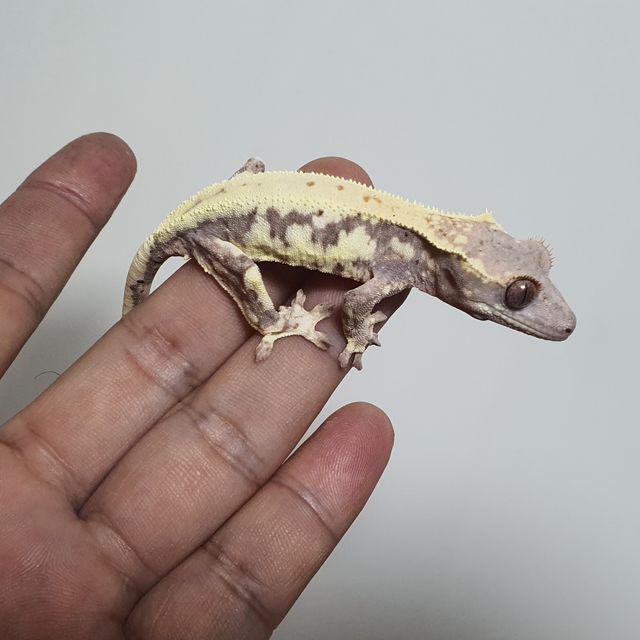 프라푸치노