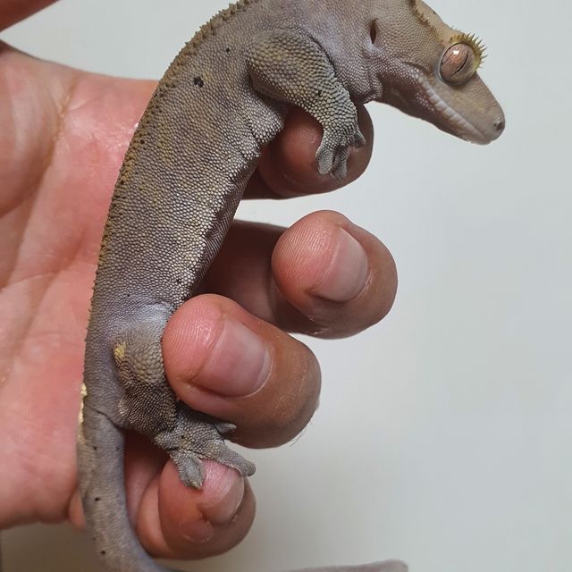 카푸치노