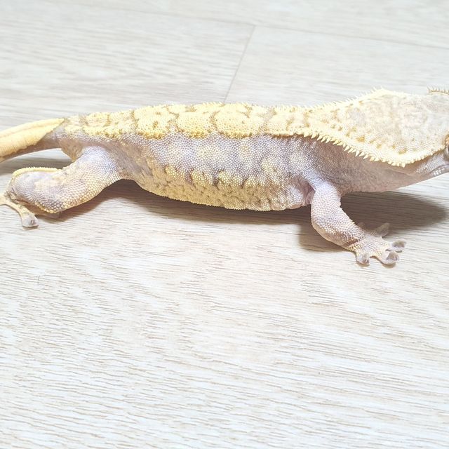 트라이 할리퀸