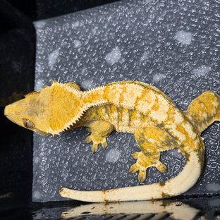 트라이 익스트림할리퀸