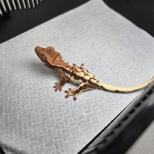 프라푸치노 100%헷아잔틱