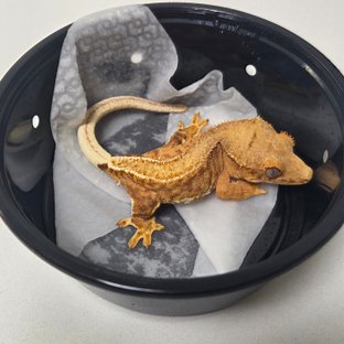 팬텀 릴리100%헷아잔틱 100%헷아잔틱 릴리화이트