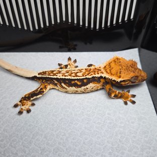 트라이 익스트림할리퀸 쿼드 풀핀