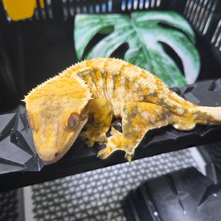 트라이 익스트림할리퀸