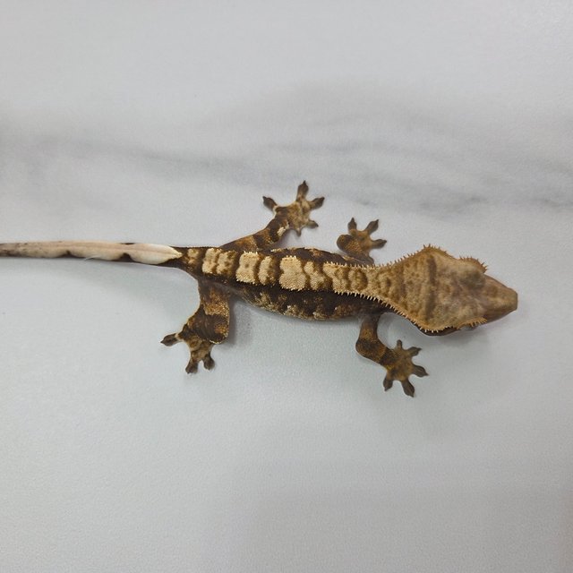 노멀 100%헷아잔틱