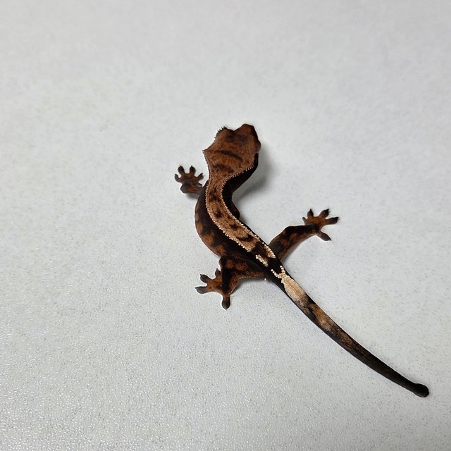 세이블 100%헷아잔틱