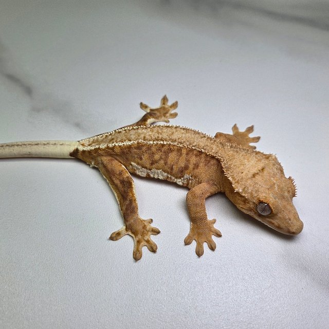 팬텀 릴리100%헷아잔틱 100%헷아잔틱 릴리화이트