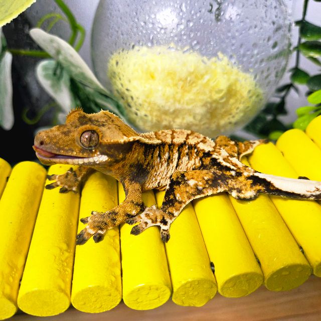 트라이 익스트림할리퀸
