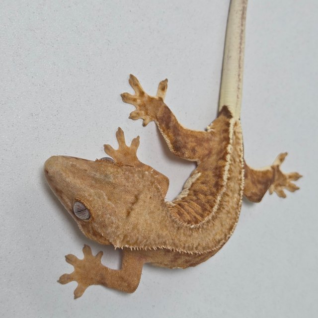 팬텀 릴리100%헷아잔틱 100%헷아잔틱 릴리화이트