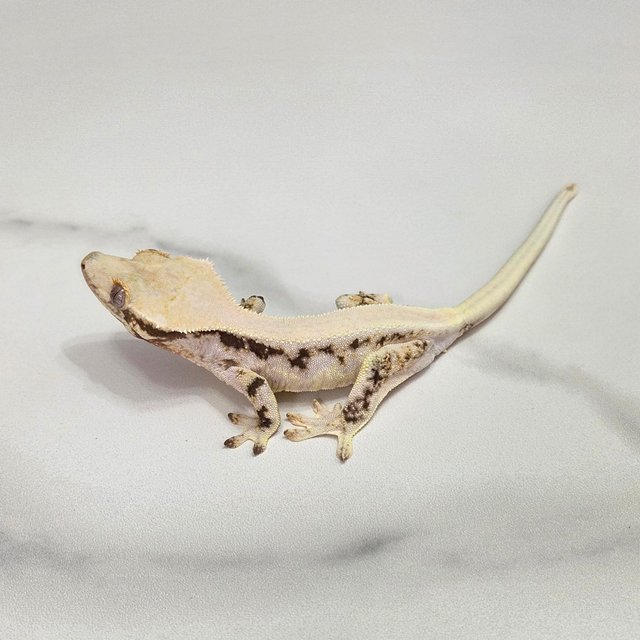 릴리화이트 솔리드백 트라이