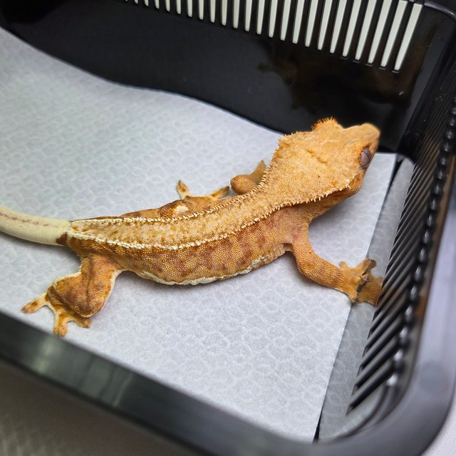 팬텀 릴리100%헷아잔틱 100%헷아잔틱 릴리화이트